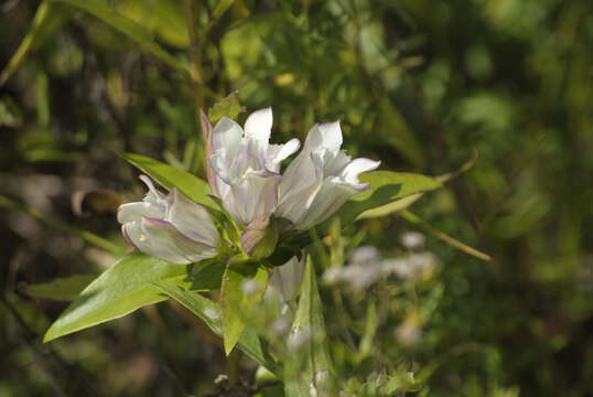 Image of gentian