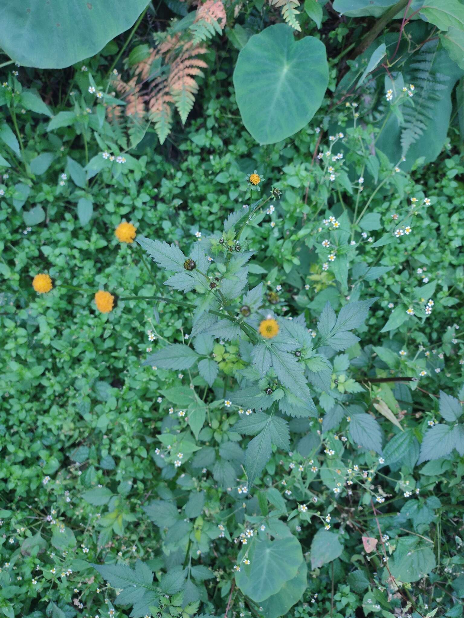 Image de <i>Bidens <i>pilosa</i></i> var. pilosa