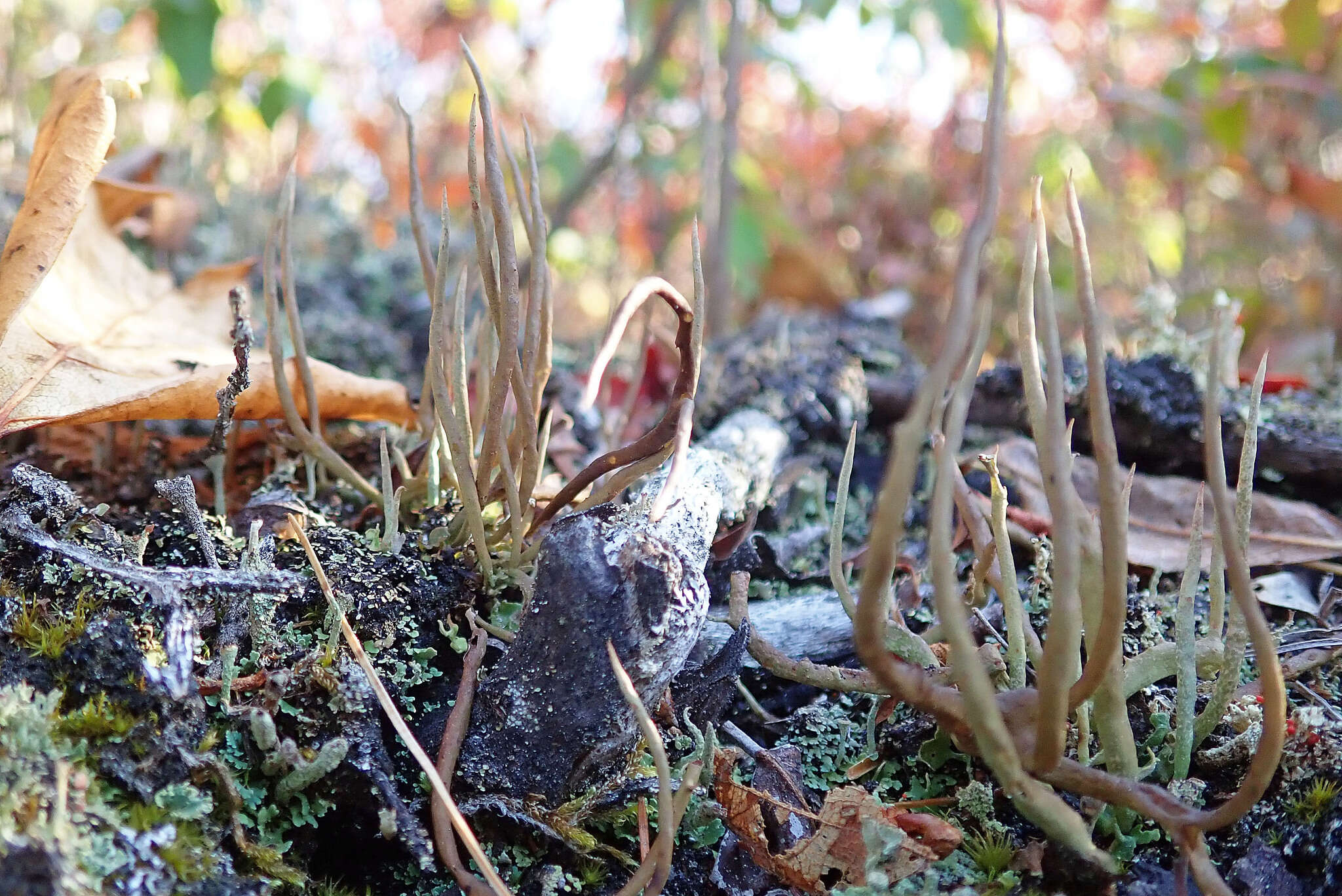 Слика од Cladonia maxima (Asahina) Ahti