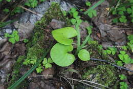 Image of dwarf marsh violet