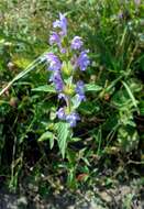 Image of Red hemp nettle