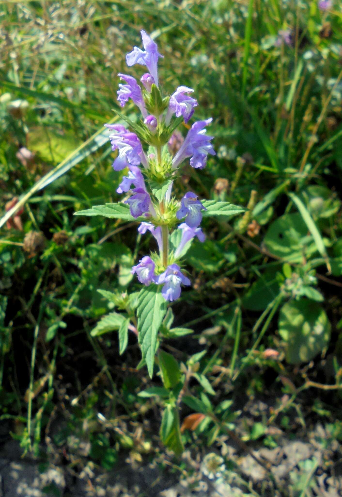 Imagem de Galeopsis ladanum L.