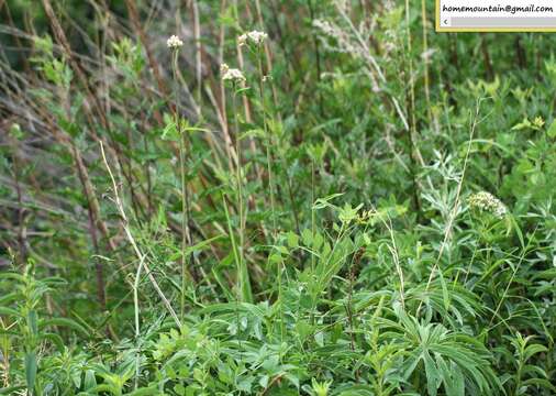 Plancia ëd Syneilesis aconitifolia (Bunge) Maxim.