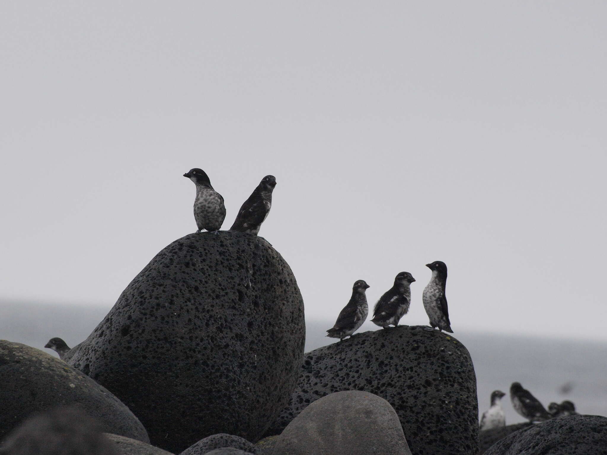 Image of Least Auklet