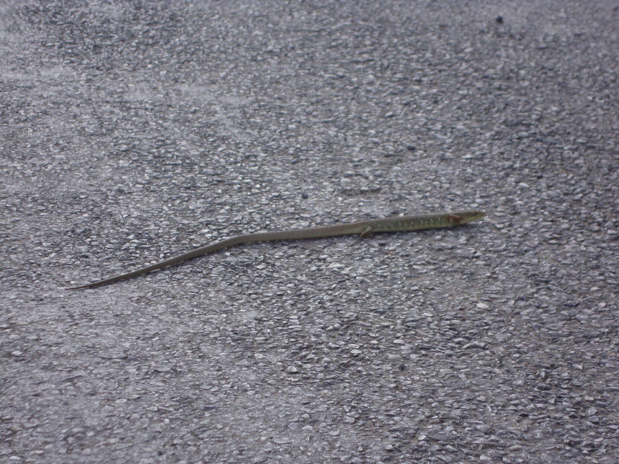 Image of Texas Alligator Lizard