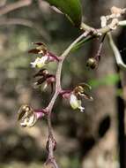 Plancia ëd Plectorrhiza tridentata (Lindl.) Dockrill