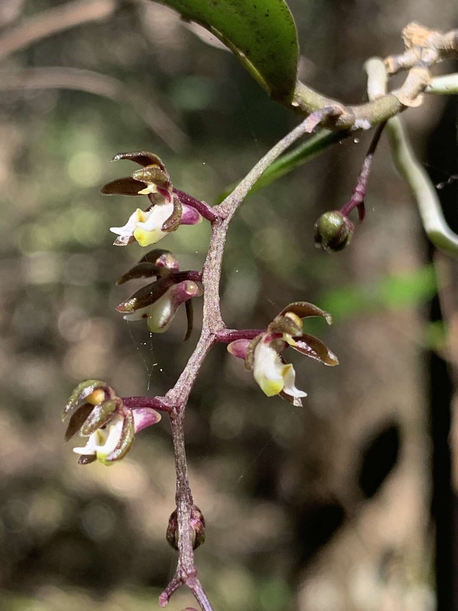 Image of Common tangle orchid