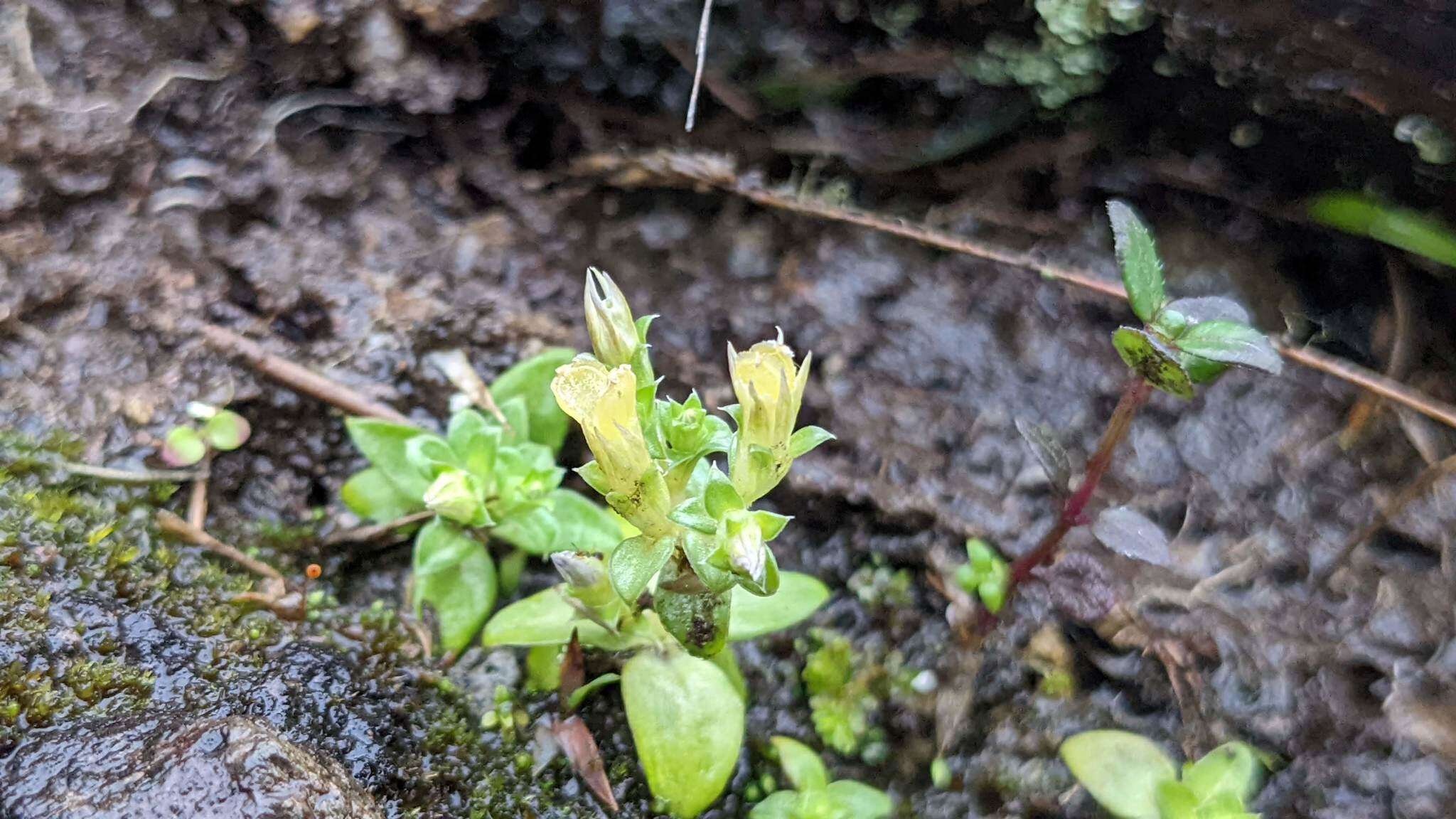 Image de Gentiana yokusai Burkill