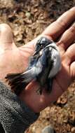 Image of Ultramarine Flycatcher