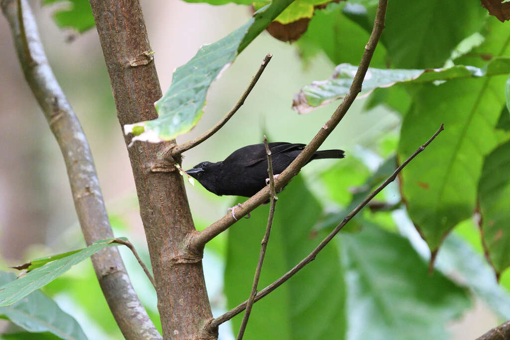 Image of St Lucia Black Finch