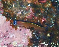 Image of Aron's Blenny