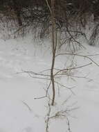 Image of Japanese Tree Lilac