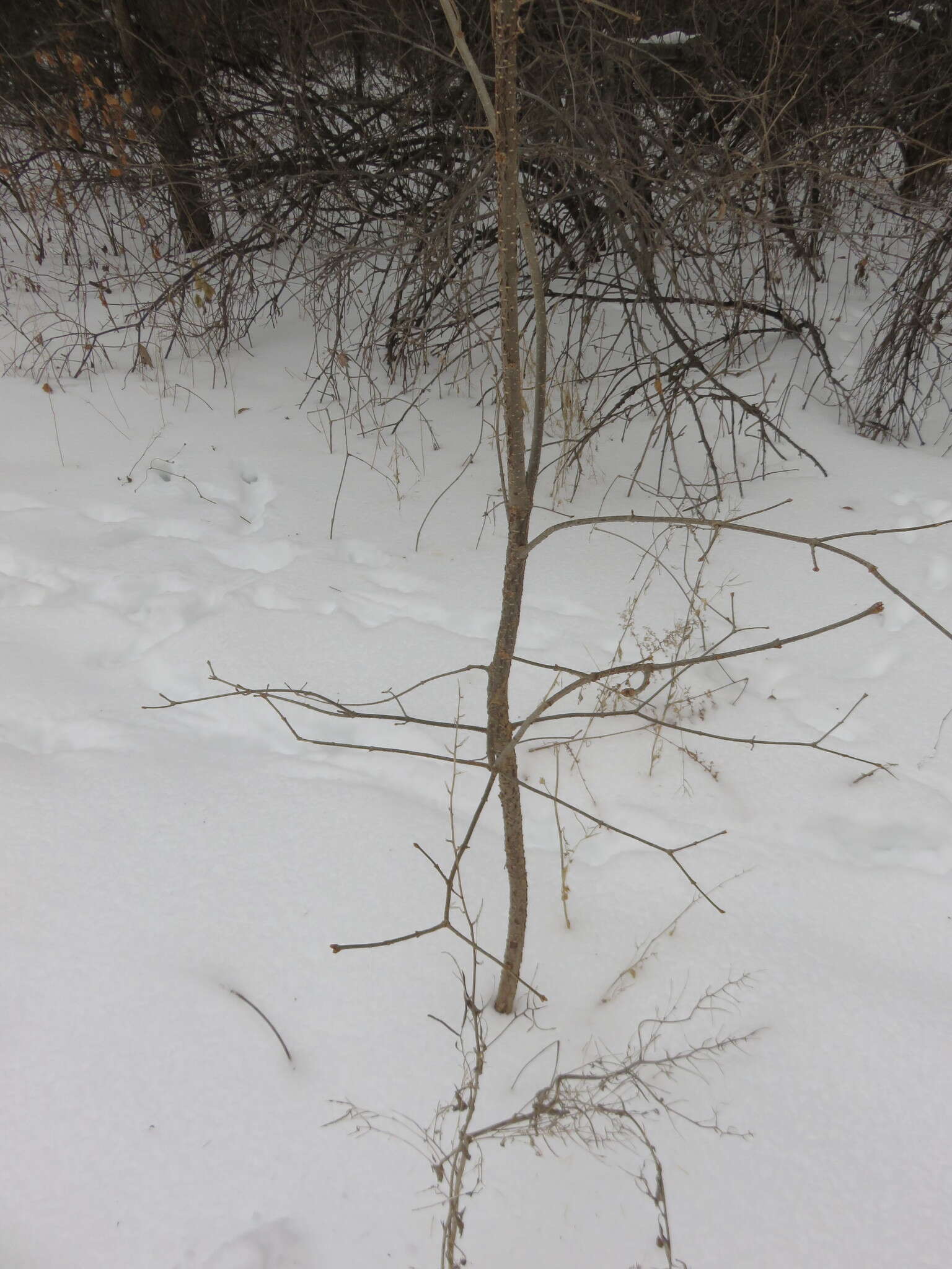 Image of Japanese Tree Lilac