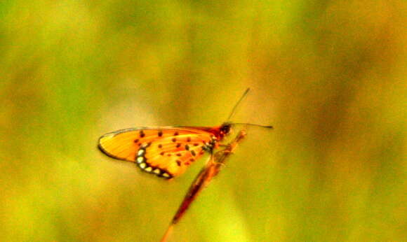 Acraea periphanes Oberthür 1893 resmi