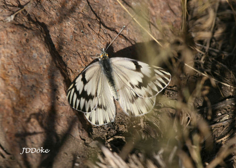 Image de Tatochila mercedis (Eschscholtz 1821)