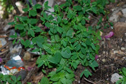 Image of grassleaf spurge