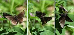 Image of Northern Cloudywing