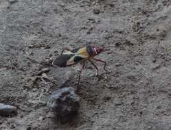 Image of Pale Red Bug