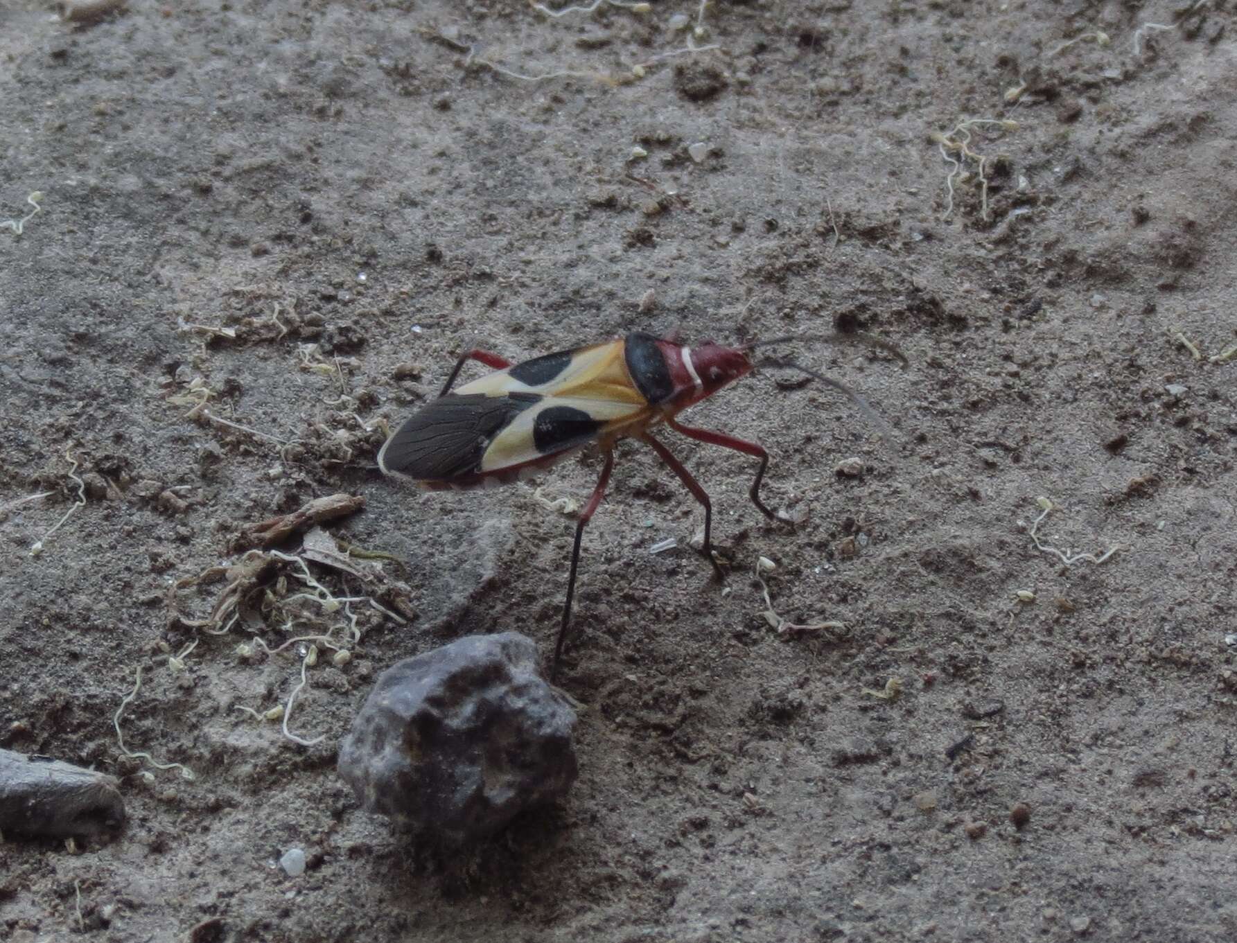 Image of Pale Red Bug