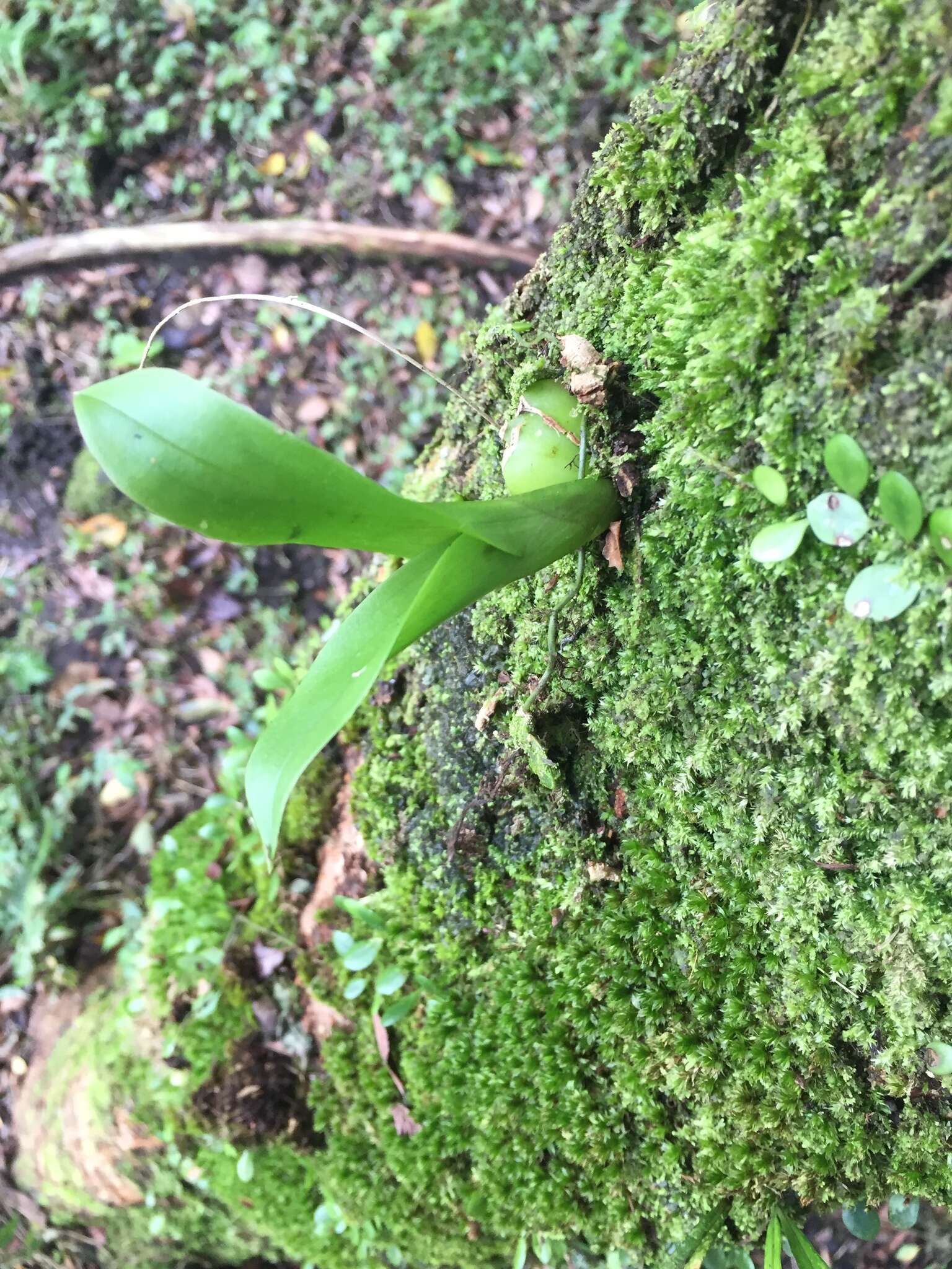 Image of Liparis elliptica Wight