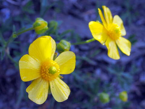 Imagem de Ranunculus formosamontanus Ohwi