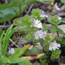 Слика од Euphrasia insignis Wettst.