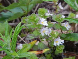 Imagem de Euphrasia insignis Wettst.