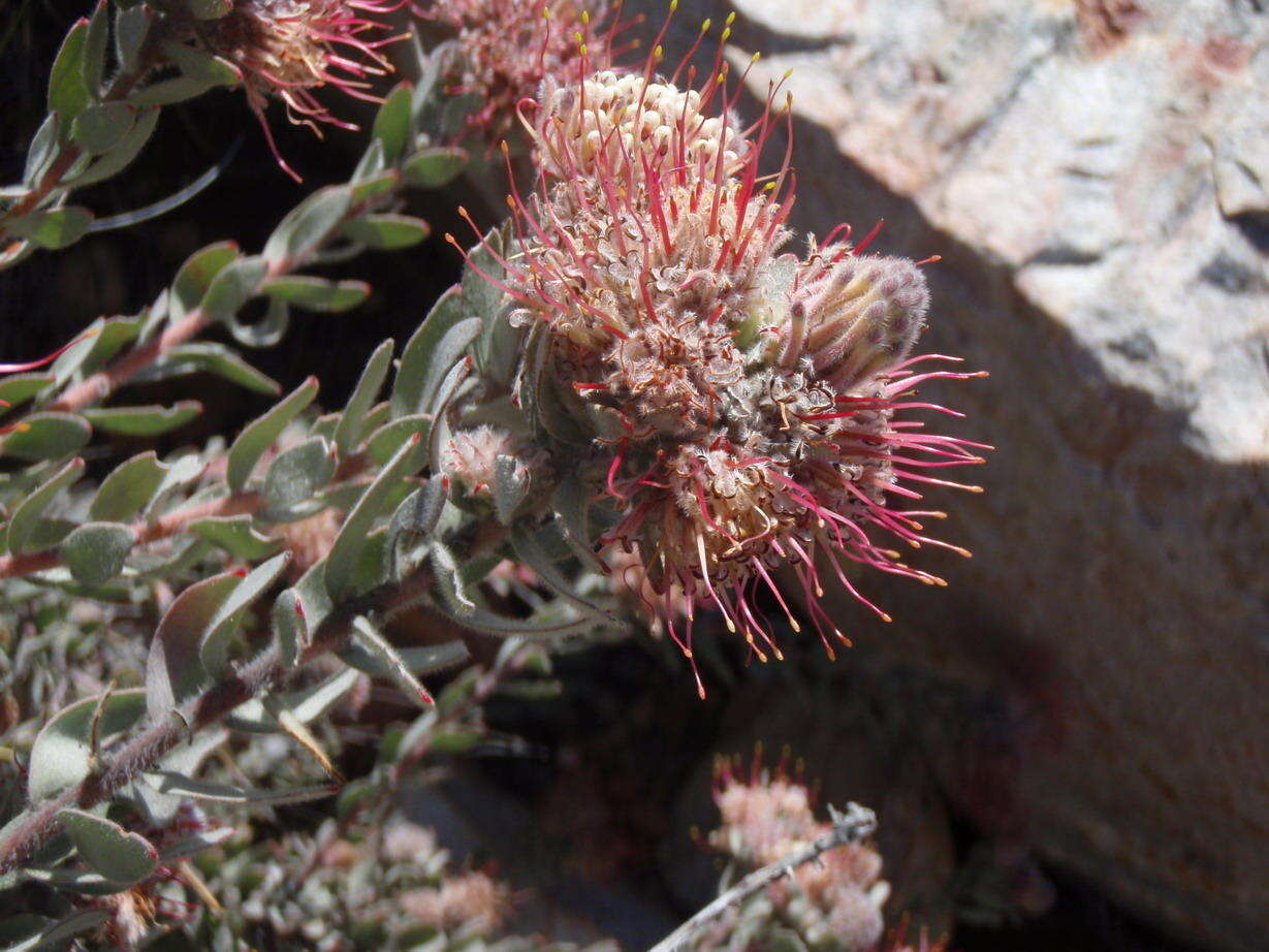 Plancia ëd Leucospermum wittebergense Compton