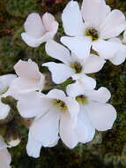 Image of Ourisia glandulosa Hook. fil.