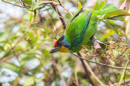 Image of Necklaced Barbet