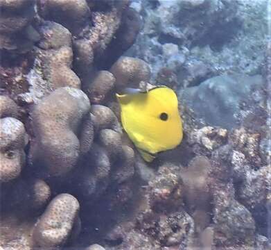 Image of Indian Teardrop Butterflyfish