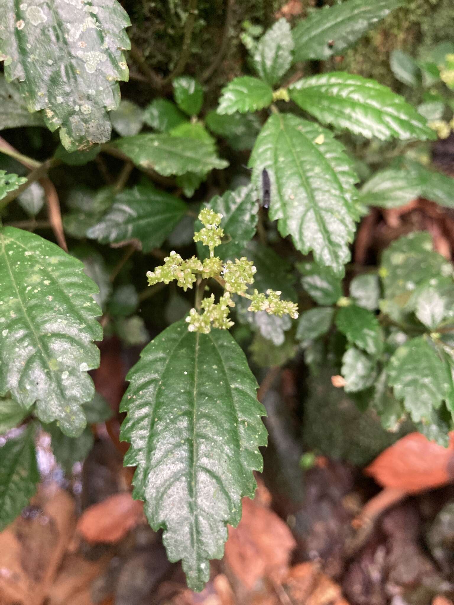 Image of West Indian Clearweed