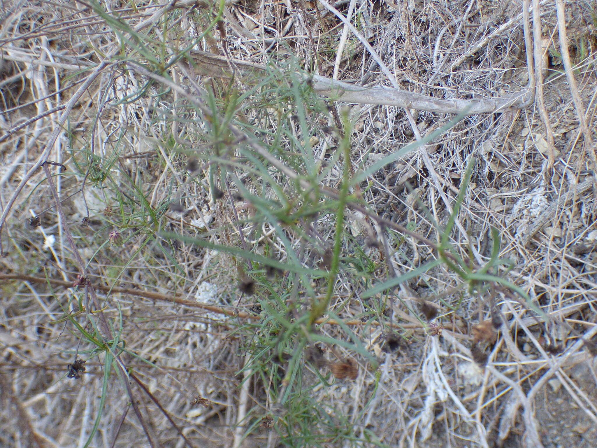 Plancia ëd <i>Malacothrix <i>saxatilis</i></i> var. saxatilis