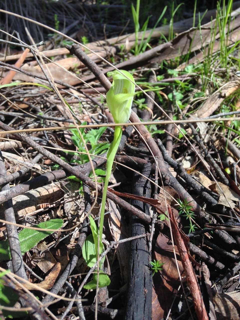 Image of Alpine greenhood