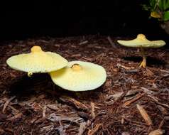 Image of Leucocoprinus tricolor H. V. Sm. 1981