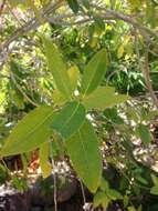 Image of Ficus insipida Willd.