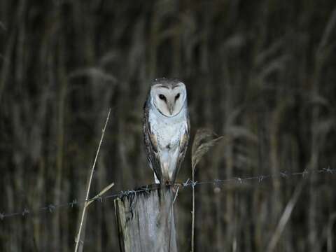 Image de Tyto alba delicatula (Gould 1837)