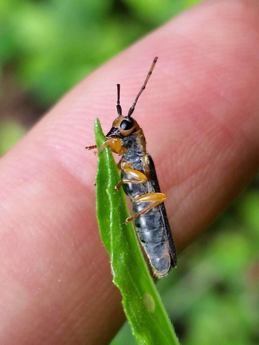 Image of Oberea tripunctata (Swederus 1787)