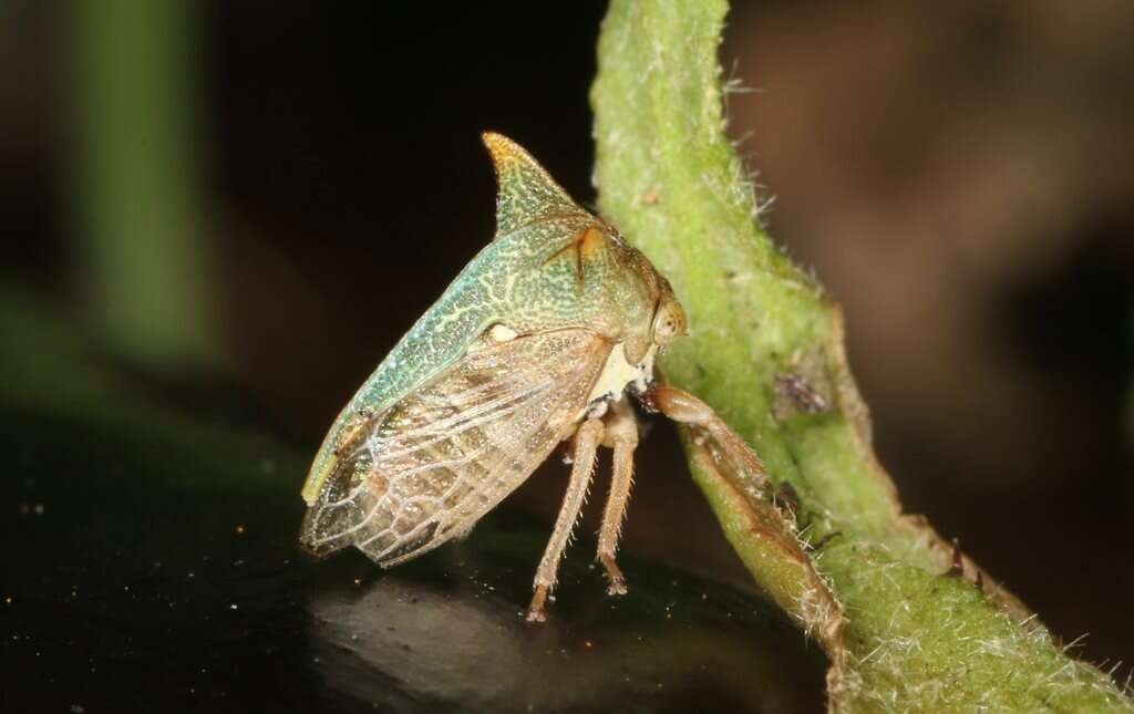 Image of Alosextius carinatus Funkhouser 1927