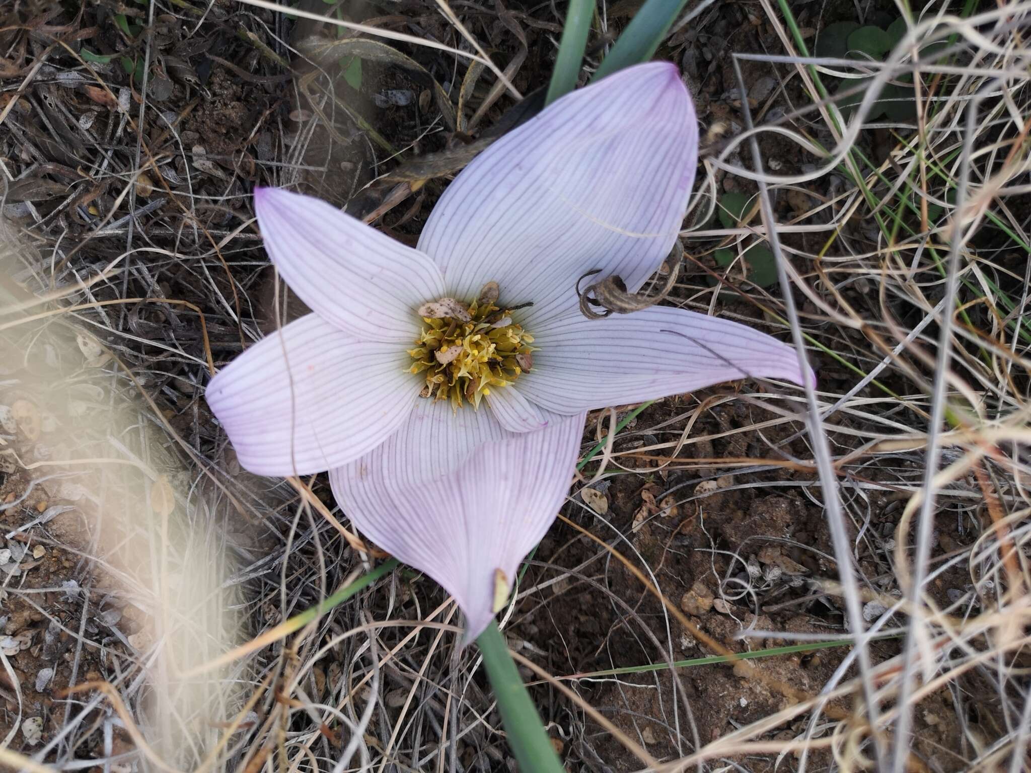 Image of Colchicum melanthioides subsp. melanthioides