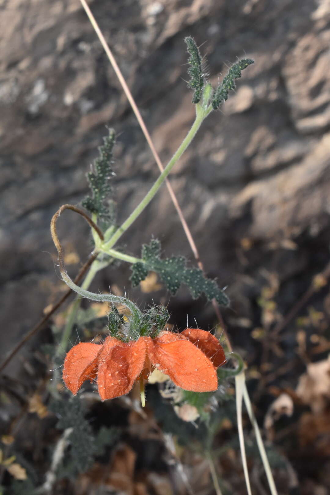 Image of Caiophora cirsiifolia C. Presl