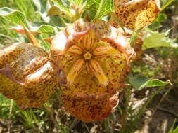 Sivun Pachycarpus grandiflorus (L. fil.) E. Mey. kuva