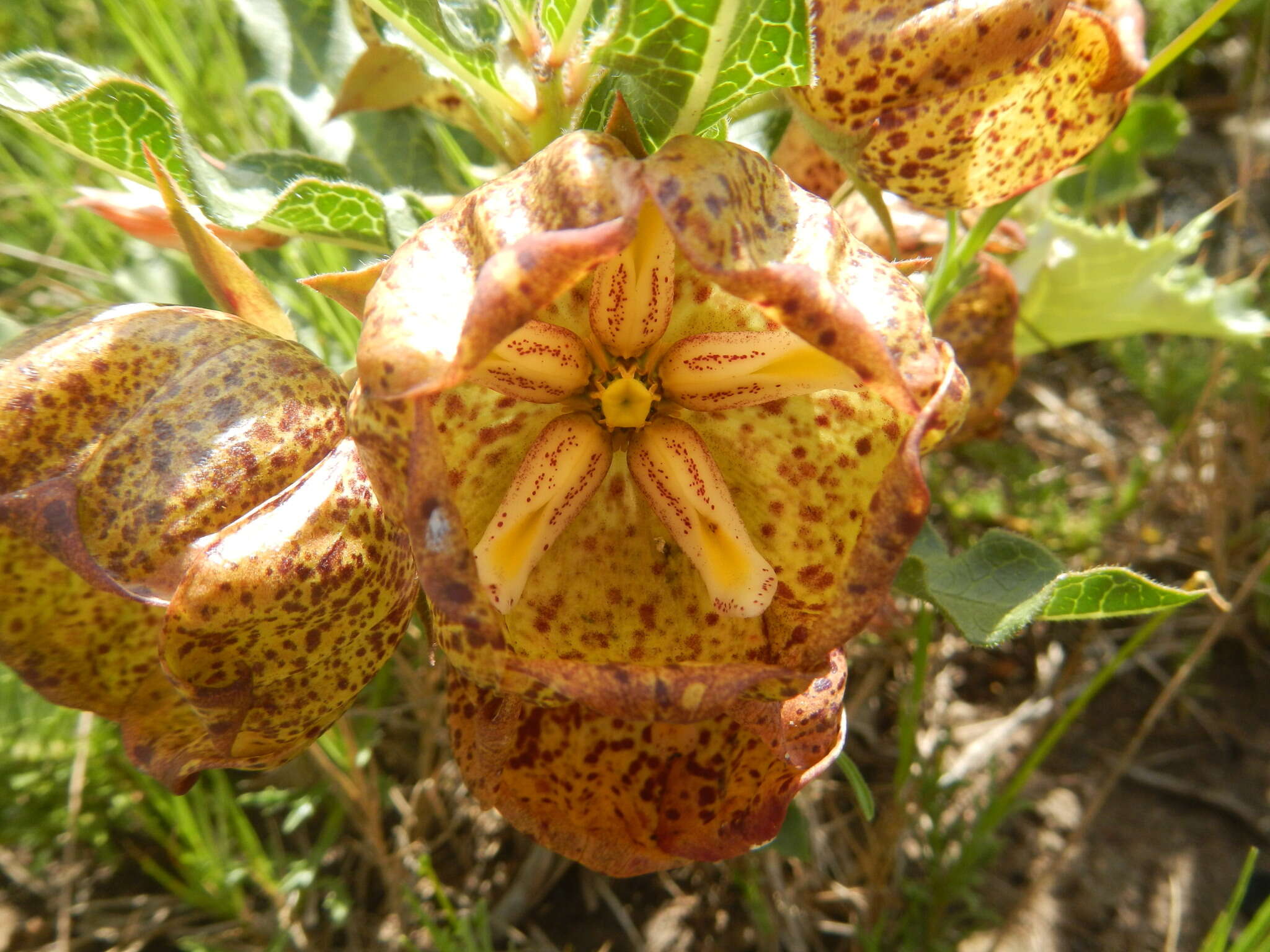 Sivun Pachycarpus grandiflorus (L. fil.) E. Mey. kuva