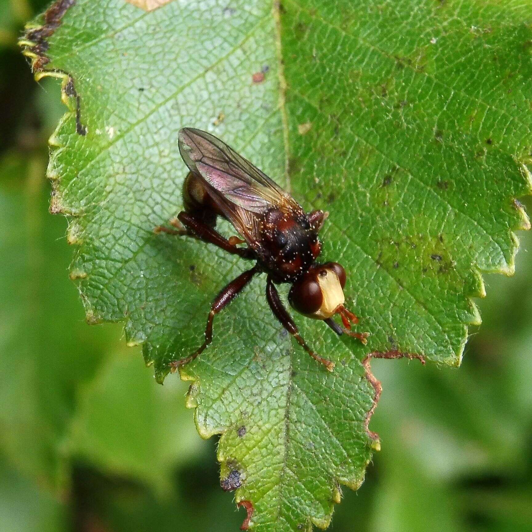 Image of Sicus ferrugineus (Linnaeus 1761)