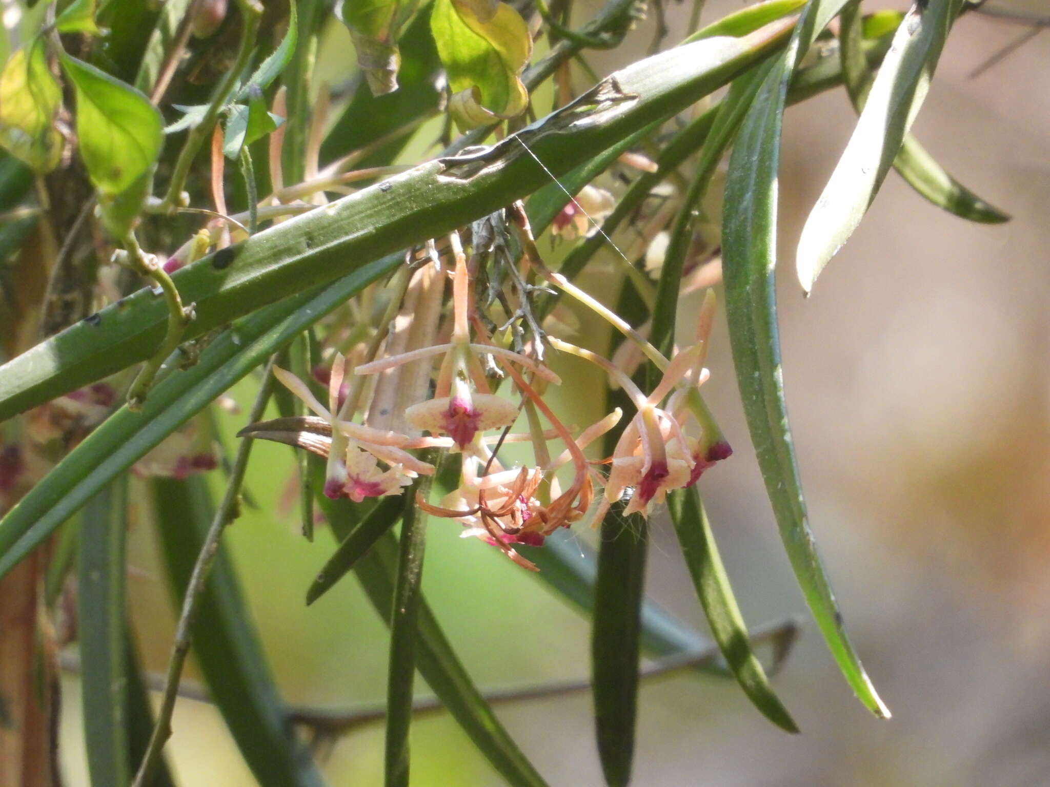 Plancia ëd Epidendrum anisatum Lex.