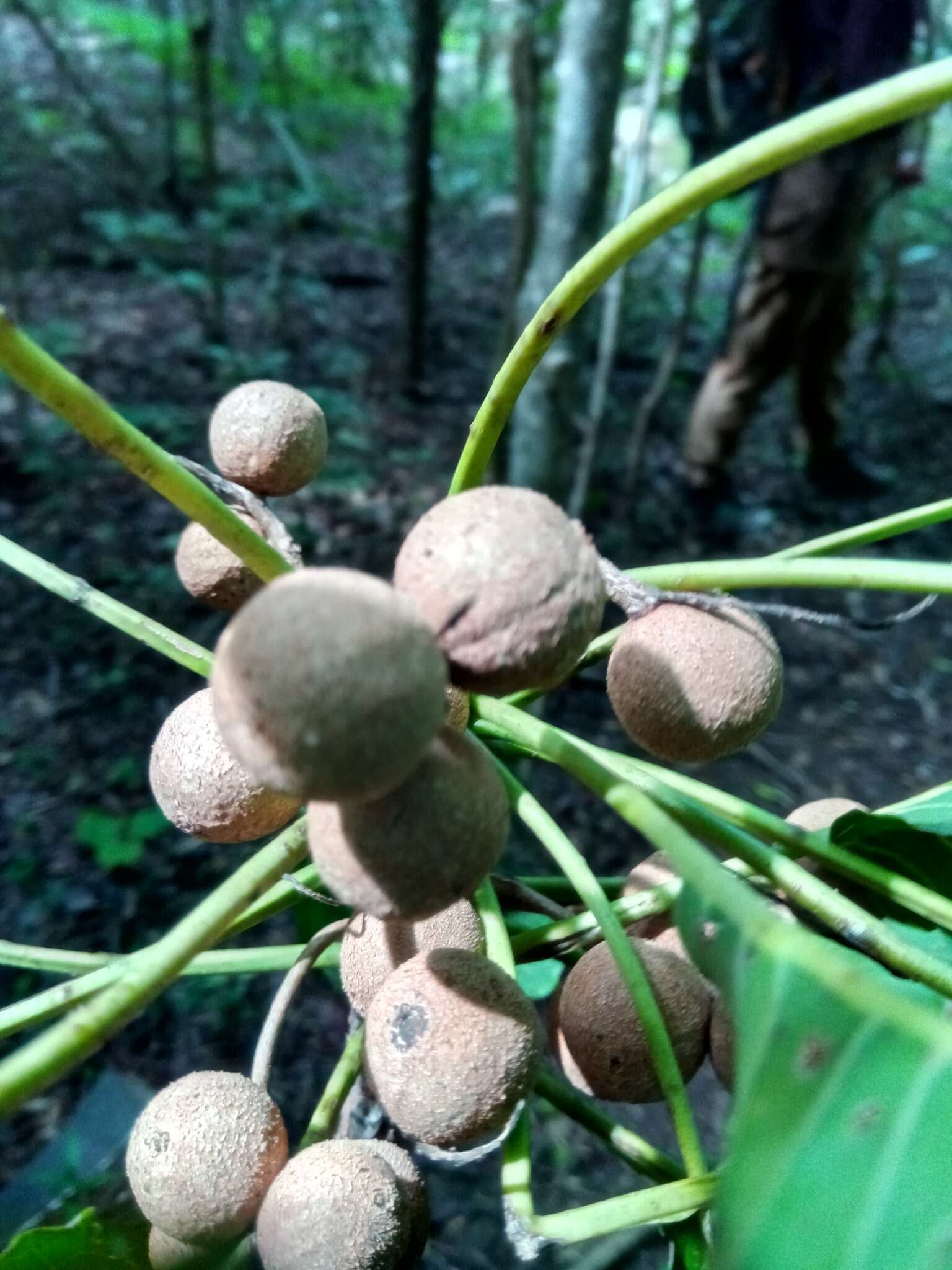 Image of Terminalia crenata Tul.