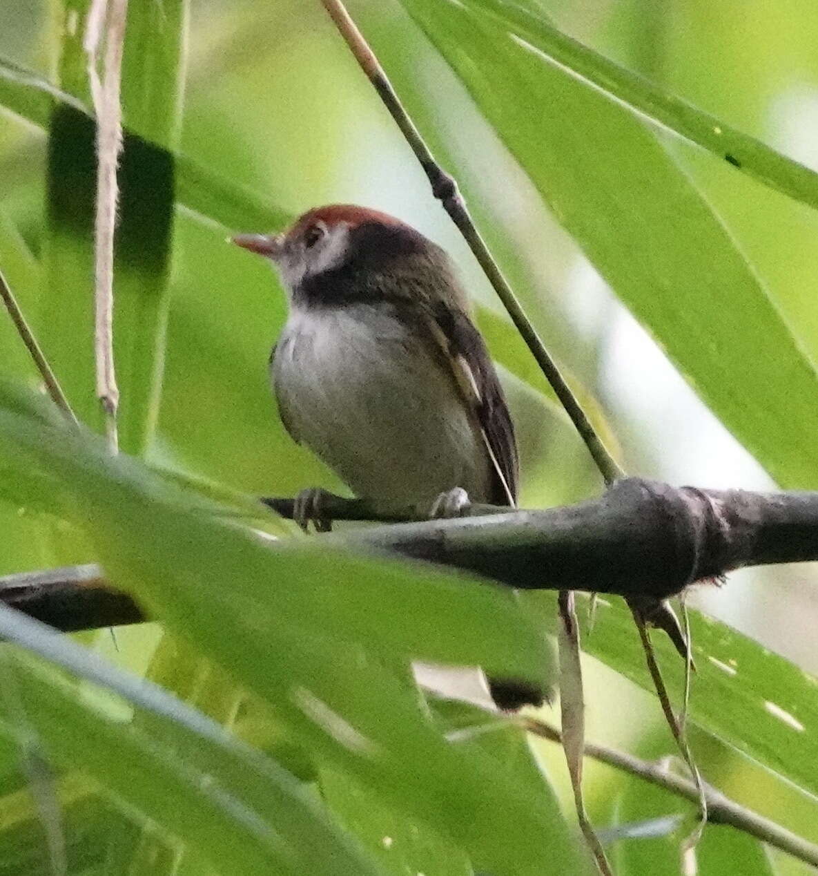 Image of White-cheeked Tody-Flycatcher