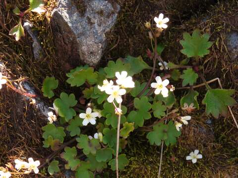 Image of Sitka mistmaiden