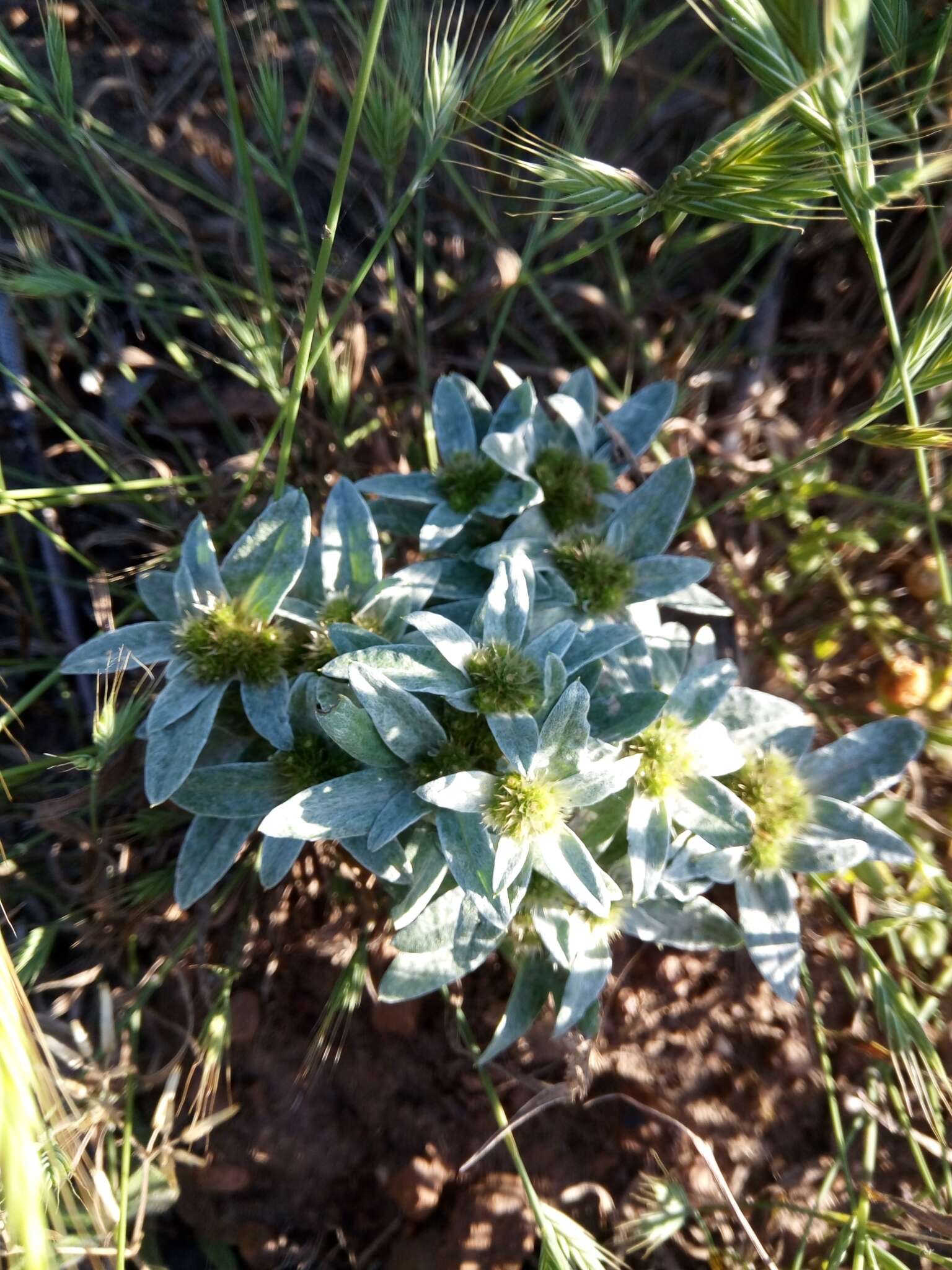 Image of Filago asterisciflora (Lam.) Sw.