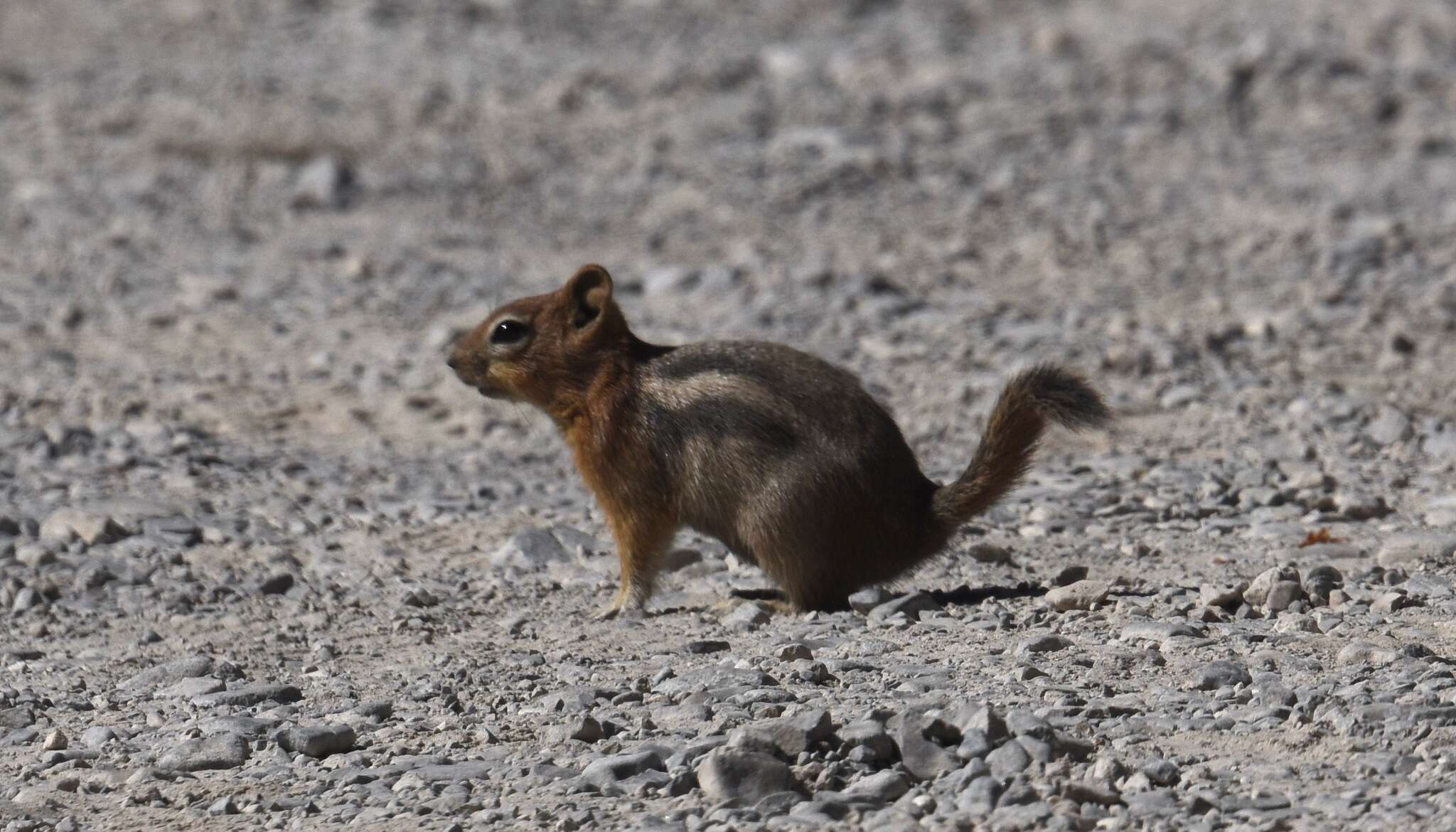 Image of Callospermophilus lateralis certus (Goldman 1921)